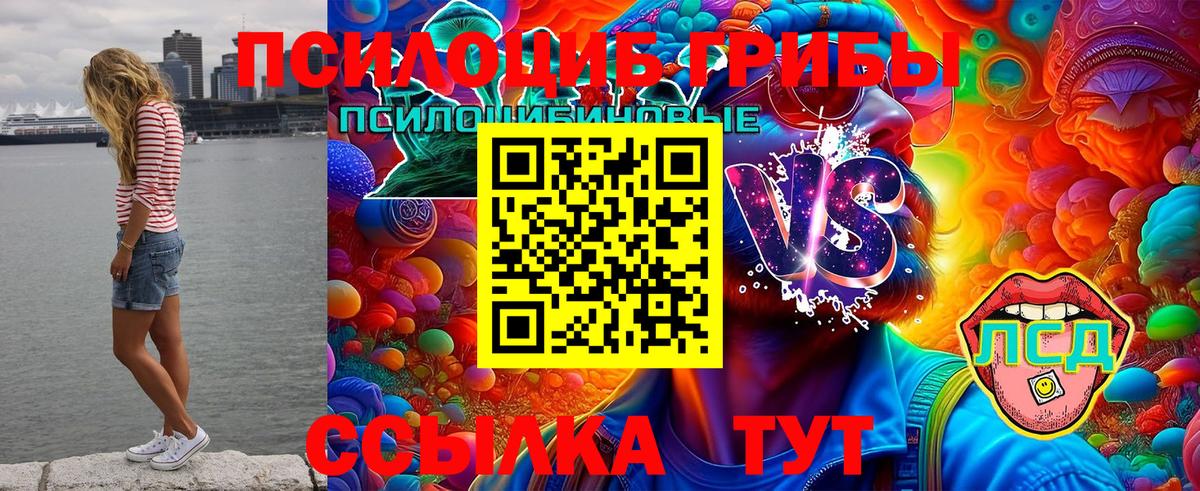 Королёв  Галлюциногенные грибы прущие грибы  Вход с VPN 
